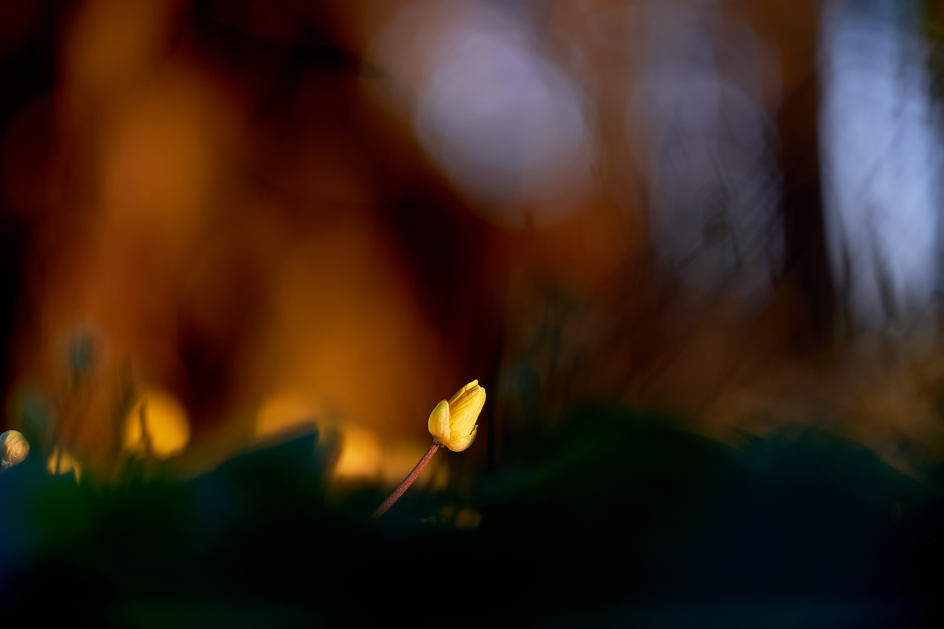 22 04 17 xt3 22 04 17 xt3  DSF8706 RAF DxO DeepPRIME