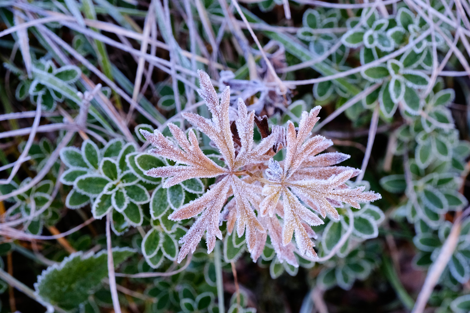 21 10 09 xt3  DSF1639