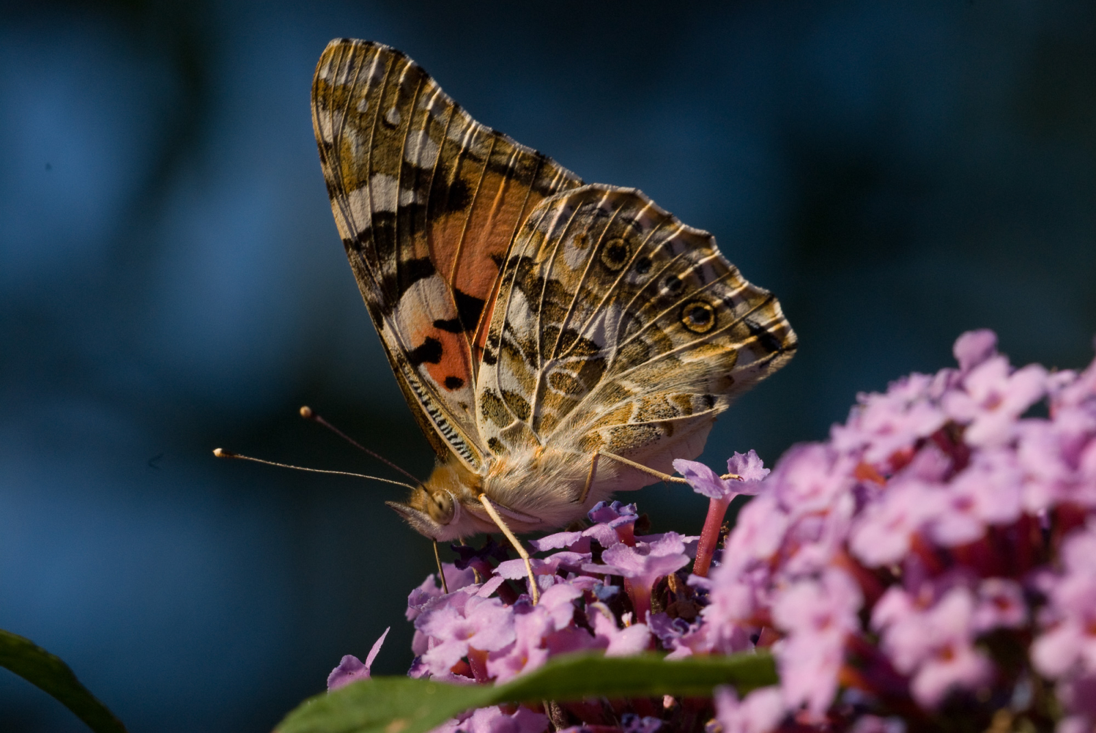 2006 07 26 mb 23710.1600