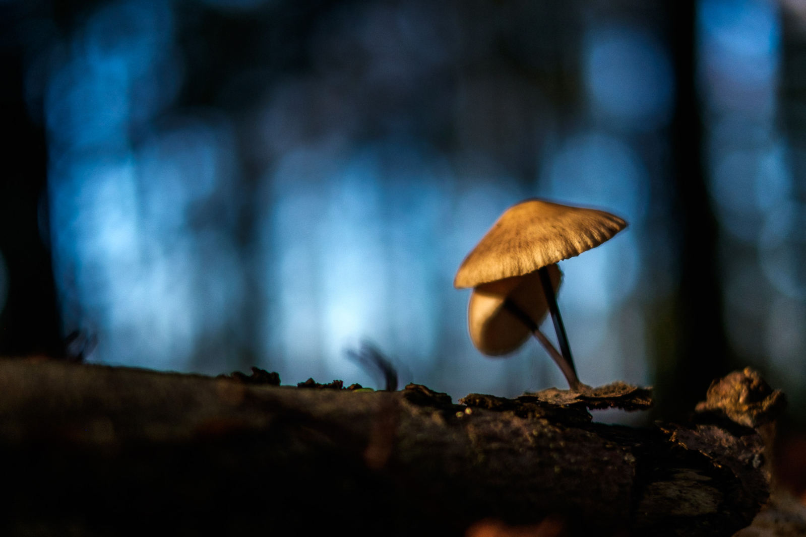 2014 11 02 XT1 10633.1600