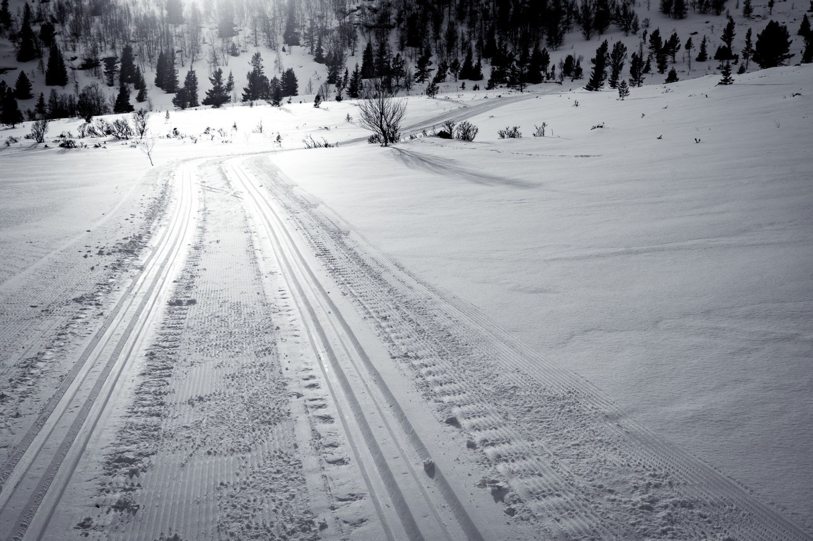 2017 03 16 D500 3719.1600